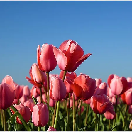 Vakantiehuis Zonnig Zuid