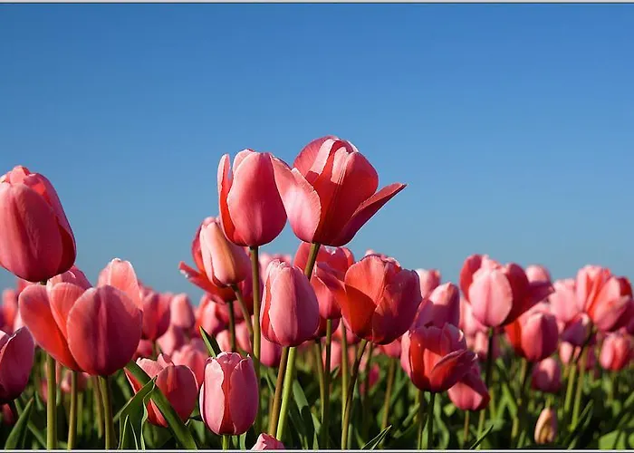Hébergement de vacances Zonnig Zuid